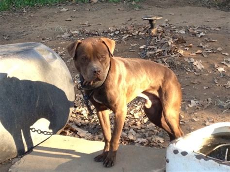 THEY WILL BE UPDATED AS THE FEMALES COME IN HEAT AND HAS BEEN BRED. . Online pedigree apbt